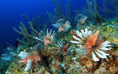 Lionfish invading a Bahamian reef: Photo by Rich Carey